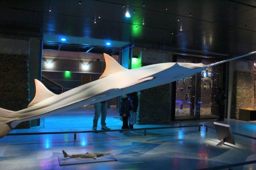 Wodny Świat w Wielkiej Galerii Ewolucji