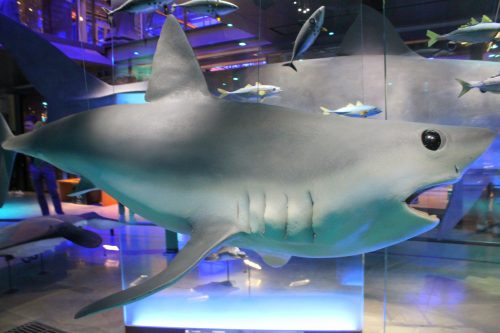 Rekin w Wielkiej Galerii Ewolucji