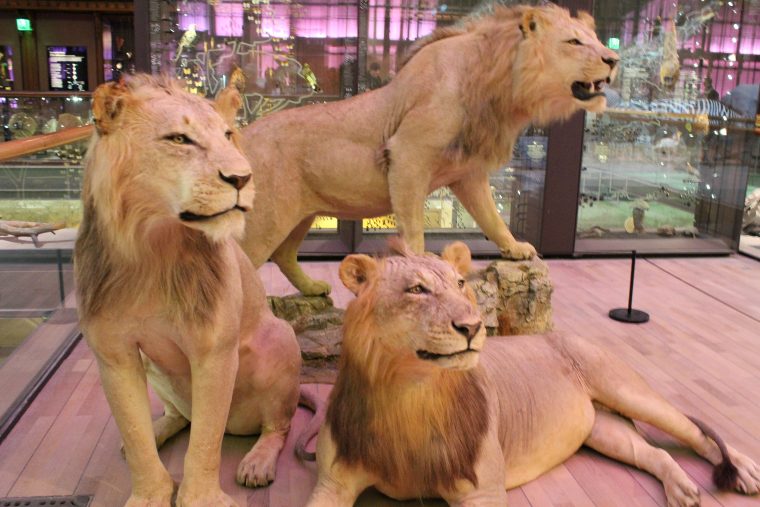 Lwy i tygrysy, Wielka Galeria Ewolucji w Paryżu