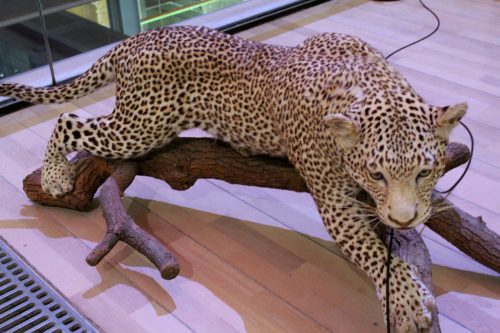 Gepard, Wielka Galeria Ewolucji w Paryżu