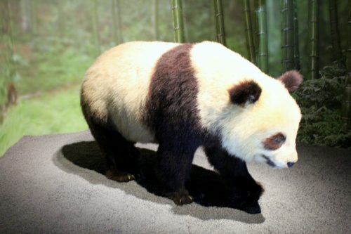 Panda w Galerii Ewolucji w Paryżu