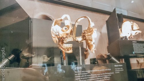 Część ekspozycji Muzeum Człowieka