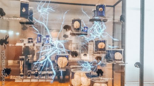 Część ekspozycji Muzeum Człowieka w Paryżu