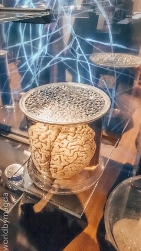 Część ekspozycji Muzeum Człowieka