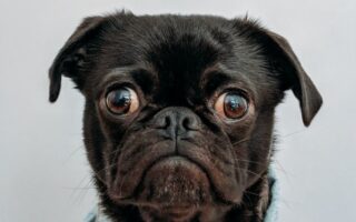 20 zabawnych faktów o Francji