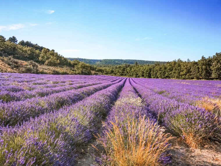 Lawenda w Prowansji